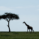 Giraffes walk in the Mara Triangle, the northwestern part of Masai Mara National Reserve managed by nonprofit organization Mara Conservancy, in southern Kenya.